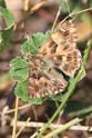 IMG_3163_Mallow_Skipper.JPG